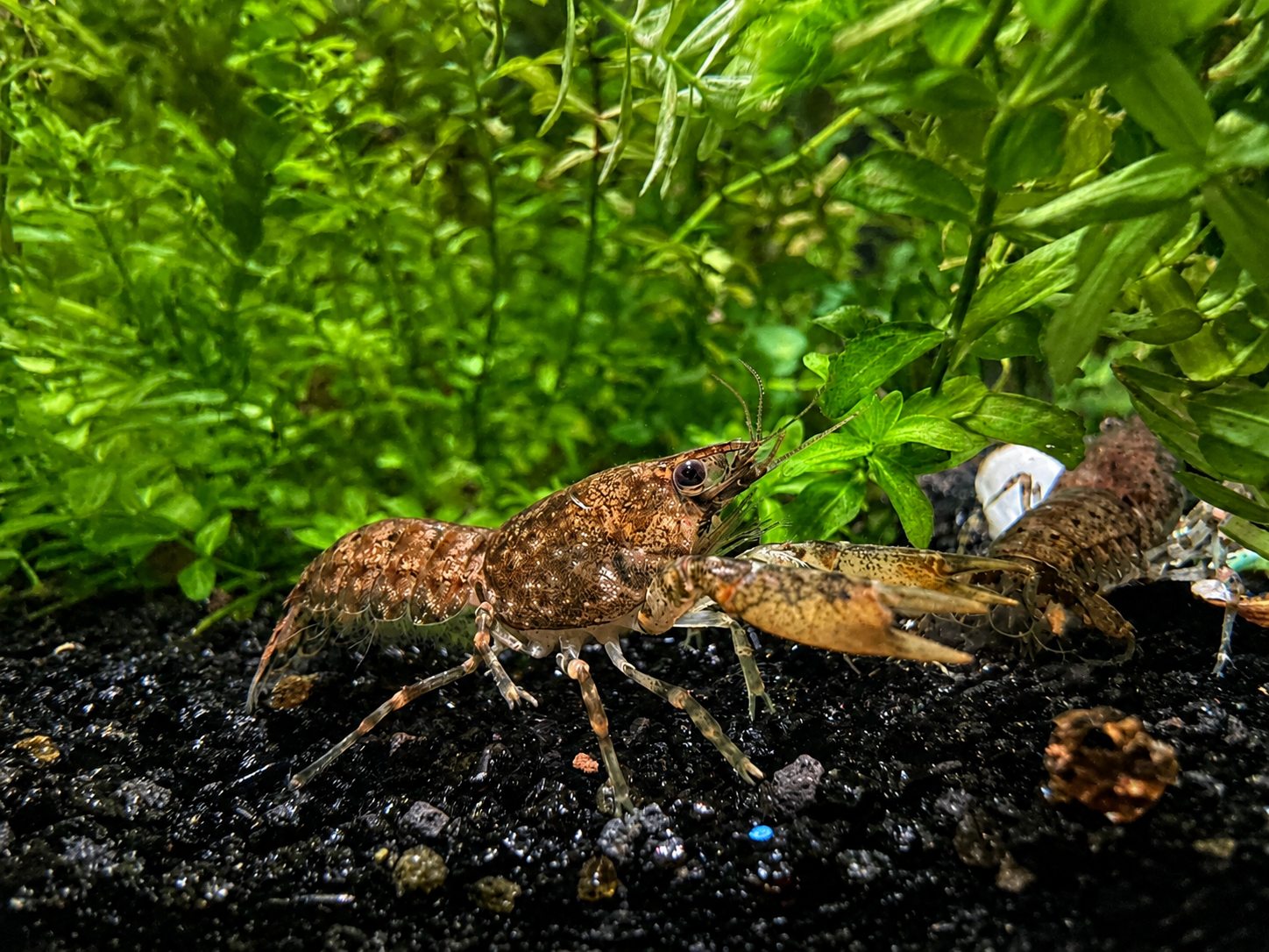 Cajun crayfish, Cambarellus shufeldtii