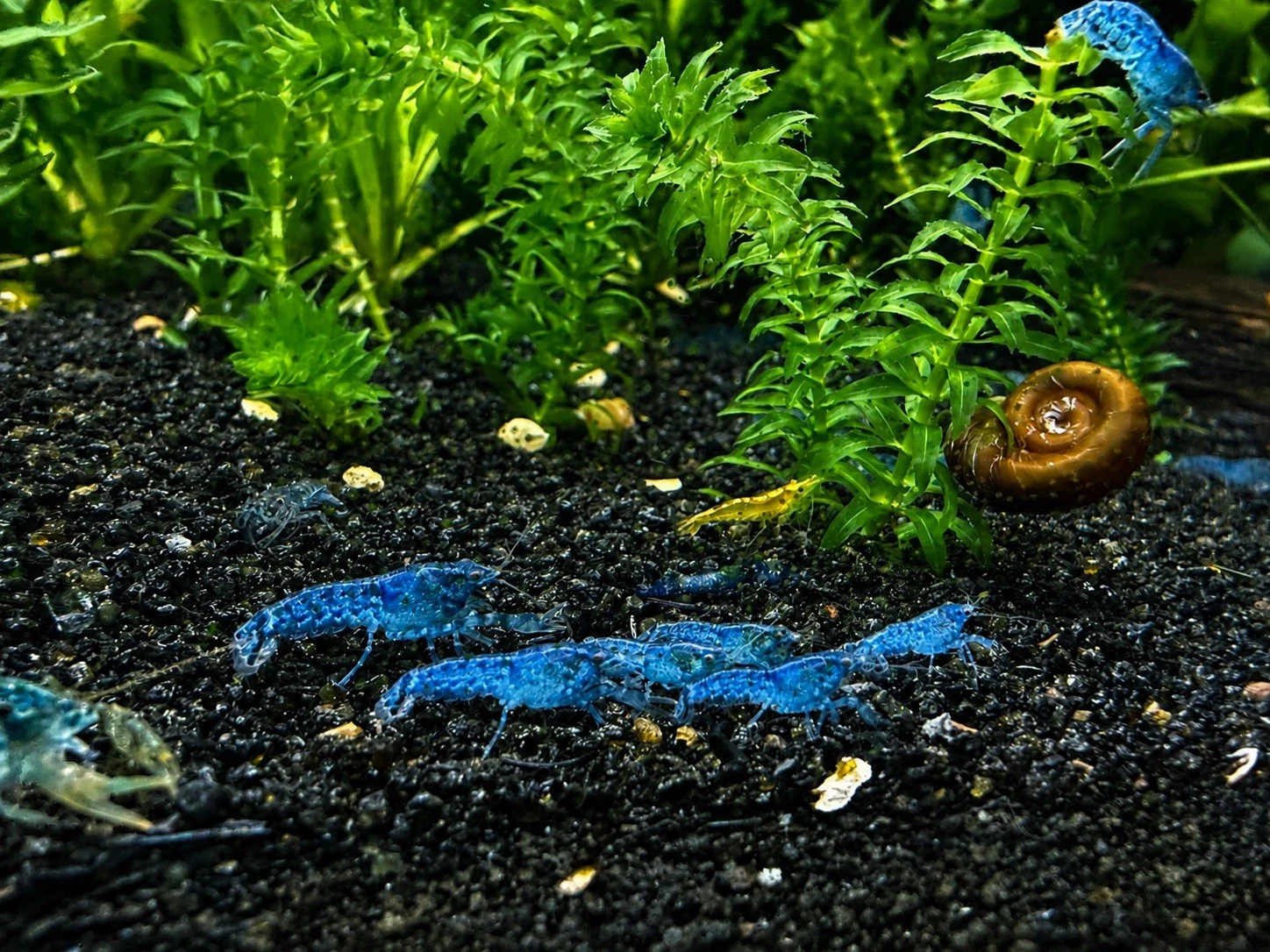 Group of Blue Brazos dwarf crayfish for sale