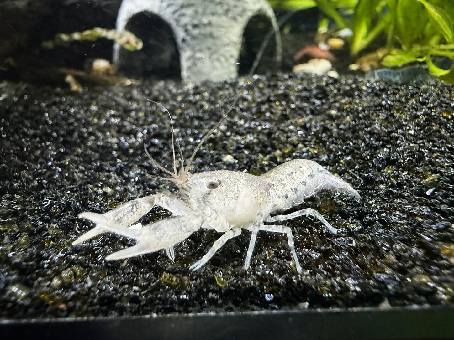 Light Brazos dwarf crayfish